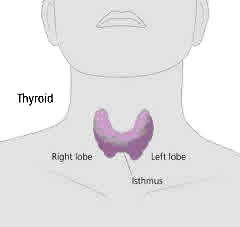 The thyroid gland